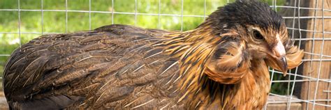 Araucana Complete Care Guide: All You Need To .